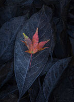 Group A - Commended - Colours In Decay - Martin Janes