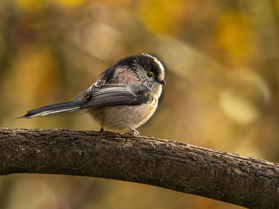 Group B - First - Long Tailed Tit - Frank Lock