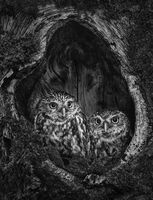 Group A - Third - Little Owls - Martin Janes