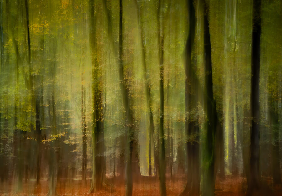 Third - Sentinels of the New Forest - Nigel Maddern