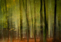 Third - Sentinels of the New Forest - Nigel Maddern