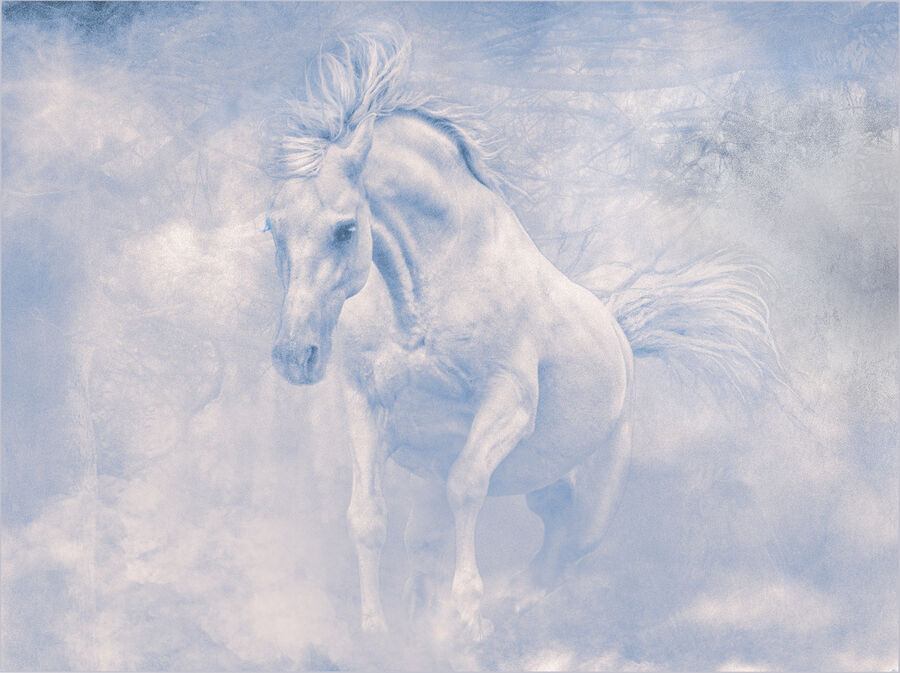 Commended - White Stallion - Martin Janes