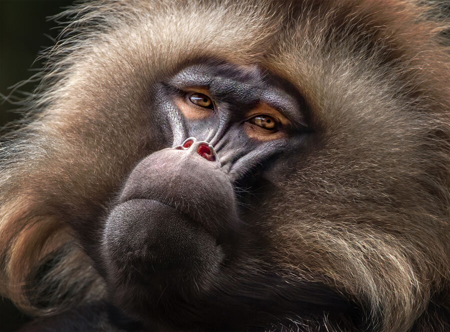 First - Gelada Head Detail - Martin Janes
