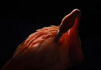 Second - Caribbean Flamingo Preening - Martin Janes