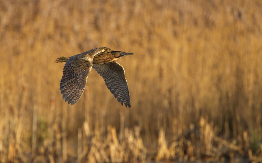 Highly Commended - Bittern Flying over a Reed Bed - Keith Bowser