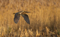 Highly Commended - Bittern Flying over a Reed Bed - Keith Bowser