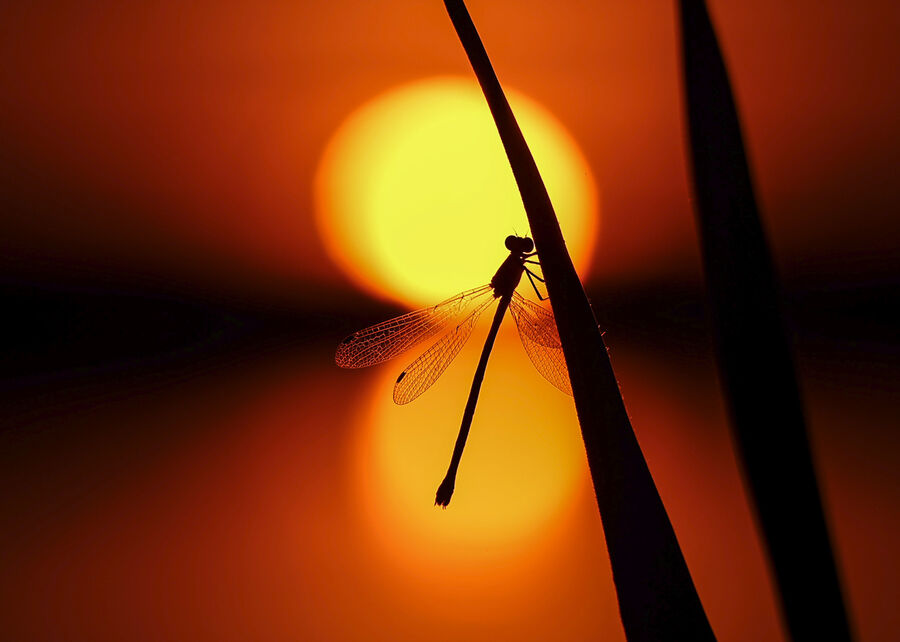 Highly Commended - Sunset Mayfly - Chris Gibbs