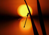 Highly Commended - Sunset Mayfly - Chris Gibbs