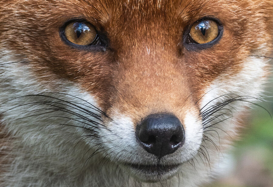 Commended - Fox Stare - Derek Walker