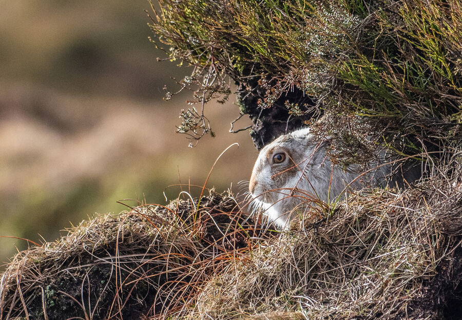 Commended - Mountain Hare - Derek Walker