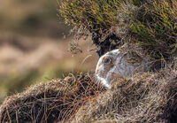 Commended - Mountain Hare - Derek Walker