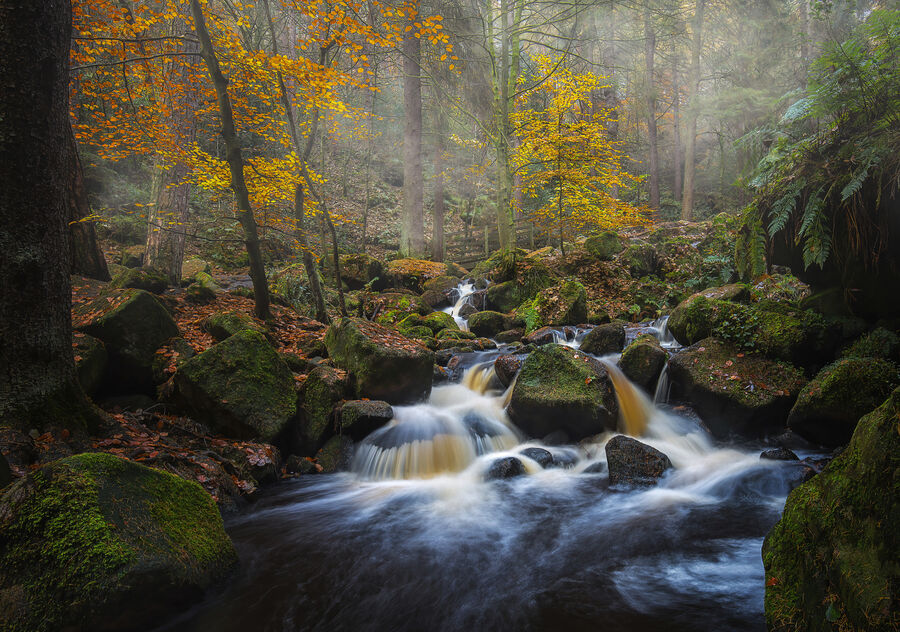 First - Forest Falls - Martin Janes