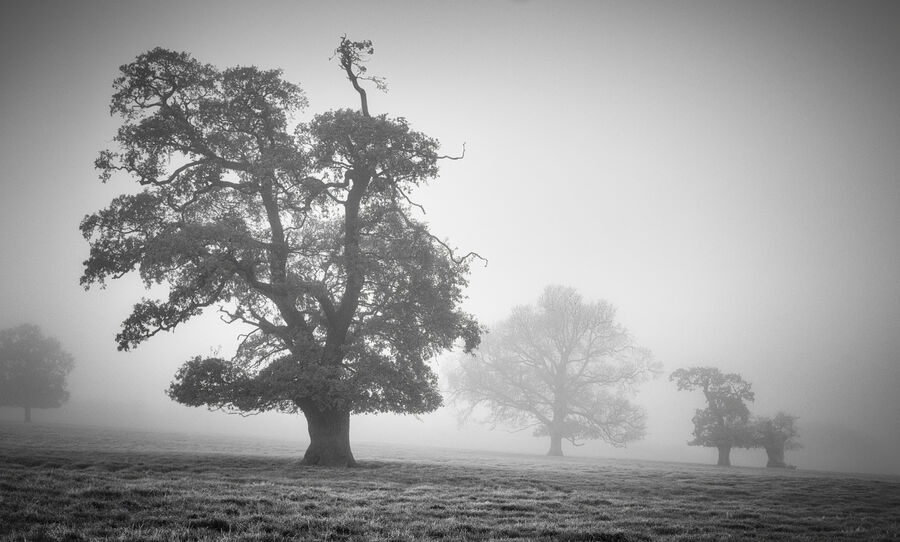 Commended - Trees in the Mist - Andrew Senior