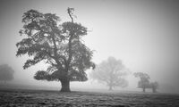 Commended - Trees in the Mist - Andrew Senior