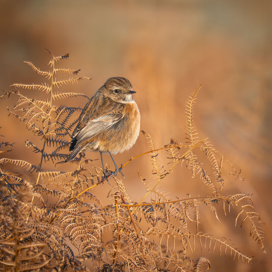Group A - First - Stonechat on Bracken - John Bevan