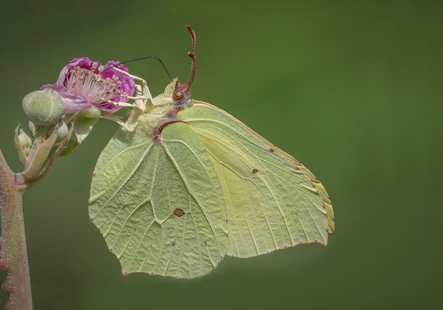 Group A - 5 Commended - Brimstone - John Bevan