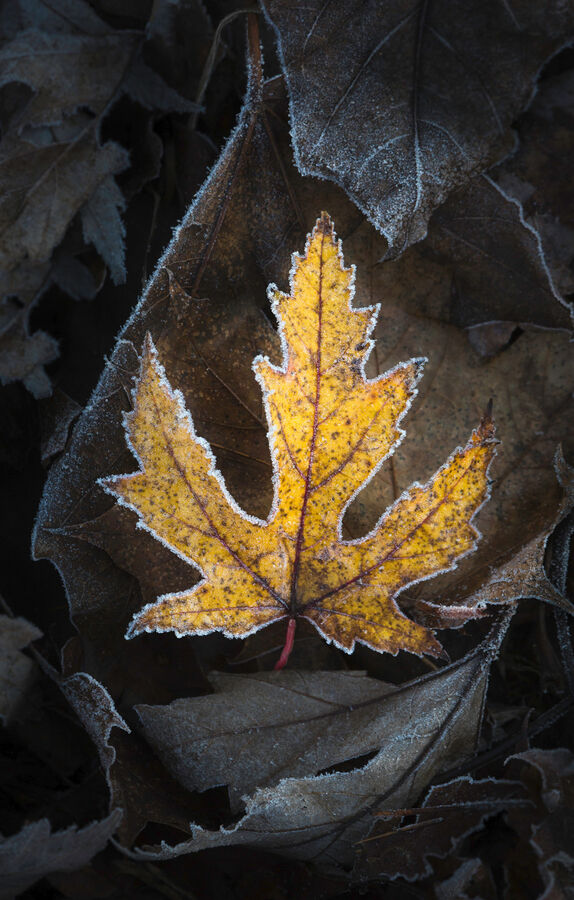 Group A - Commended - Frosty Edges - Martin Janes