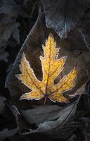 Group A - Commended - Frosty Edges - Martin Janes