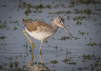 Group A - Commended - Greenshank - John Bevan