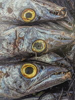 Third - Fish Food - John Whitby