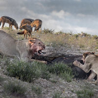 Lions Share - John Whitby