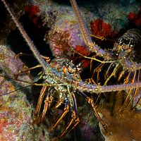 Lobsters in Bonaire