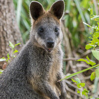 Looking at You - Neil Raffan