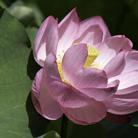 Lotus Flower--Susan Giblett--2