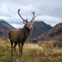 Majestic Stag - Andrew Kirkby