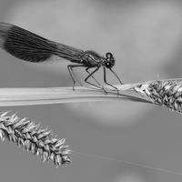 Male Banded Demoiselle - Peter Shale