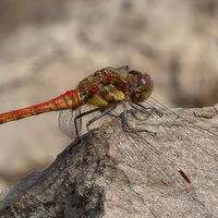 Male Common Darter - Peter Shale