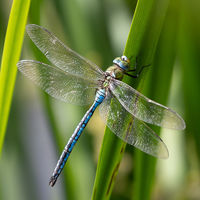 Male Emperor Dragonfly - Peter Shale