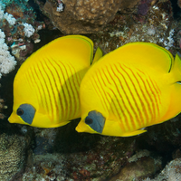 Masked Butterfly Fish in the Red Sea
