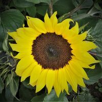 Miniature Sunflower