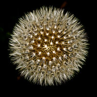 Moment of Tranquility--Huw Thomas--3