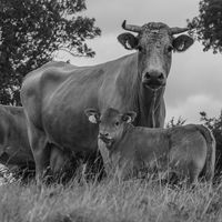 Mother and Child - Richard Hilsden