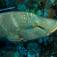 Napoleon Wrasse on The Brothers Reef