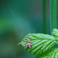 Nemophora Degeerella - Colin Slingsby
