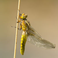 New Life - Peter Shale