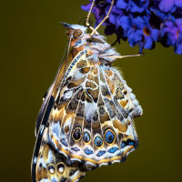 Newly Emerged Painted Lady - Clive Bew