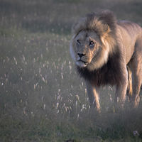 On Patrol - John Whitby