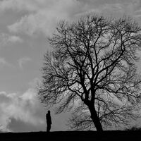 One Man and his Tree - Megan Lockington