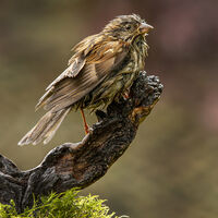 Out in the Wet - Wint Lees