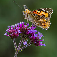 Painted Lady - Wint Lees