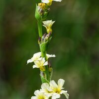 Pale yellow-eyed grass Simon Brown (1st Place)