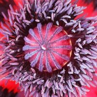 Papaver Orientale - Esmé McCormick
