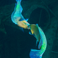 Parrotfish Fighting