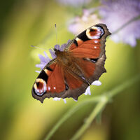 Peacock Butterfly--Peter Shale--3