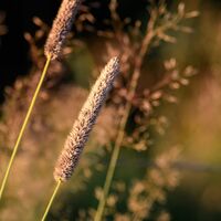 Phleum pratense at sunset Matt Tilford (Commended)