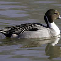 Pintail - Horace Goodenough